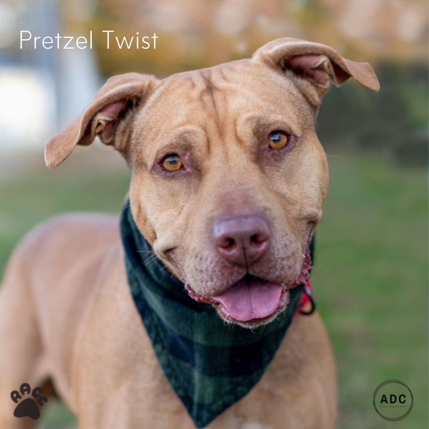 Pretzel Twist